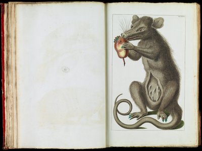 The Opossum, Didelphimorphia by Albertus Seba